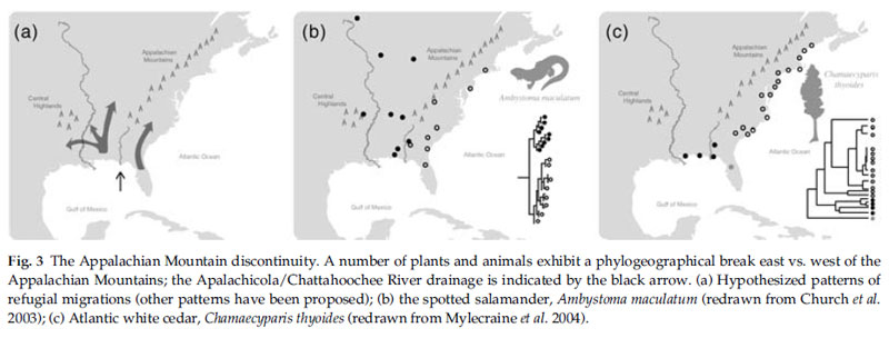 Fig 3, Soltis et al.